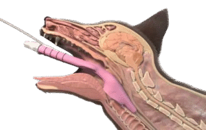 Mascarillas Supraglóticas para Perros