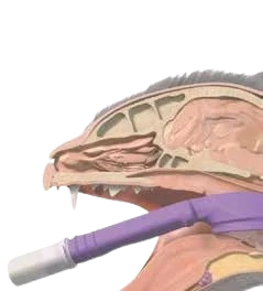 Mascarillas Supraglóticas para Gatos